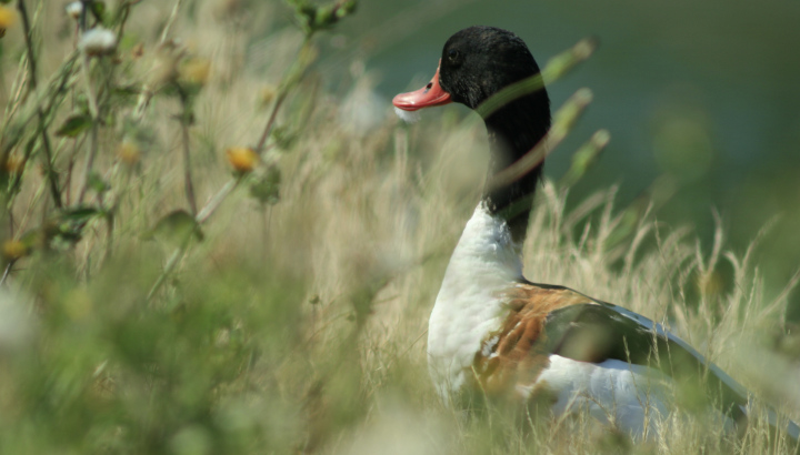 Oiseaux, plantes et libellules du marais de Tasdon